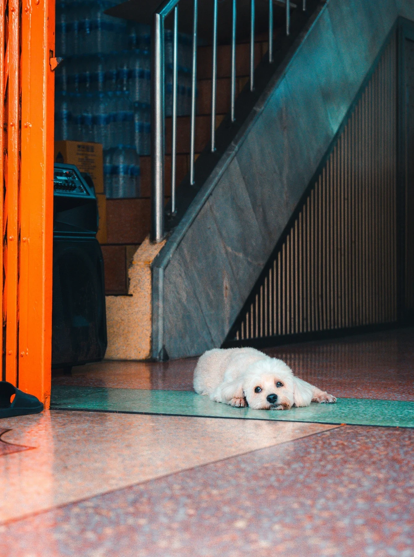 A small white dog lying in a doorway beside an orange door and a staircase