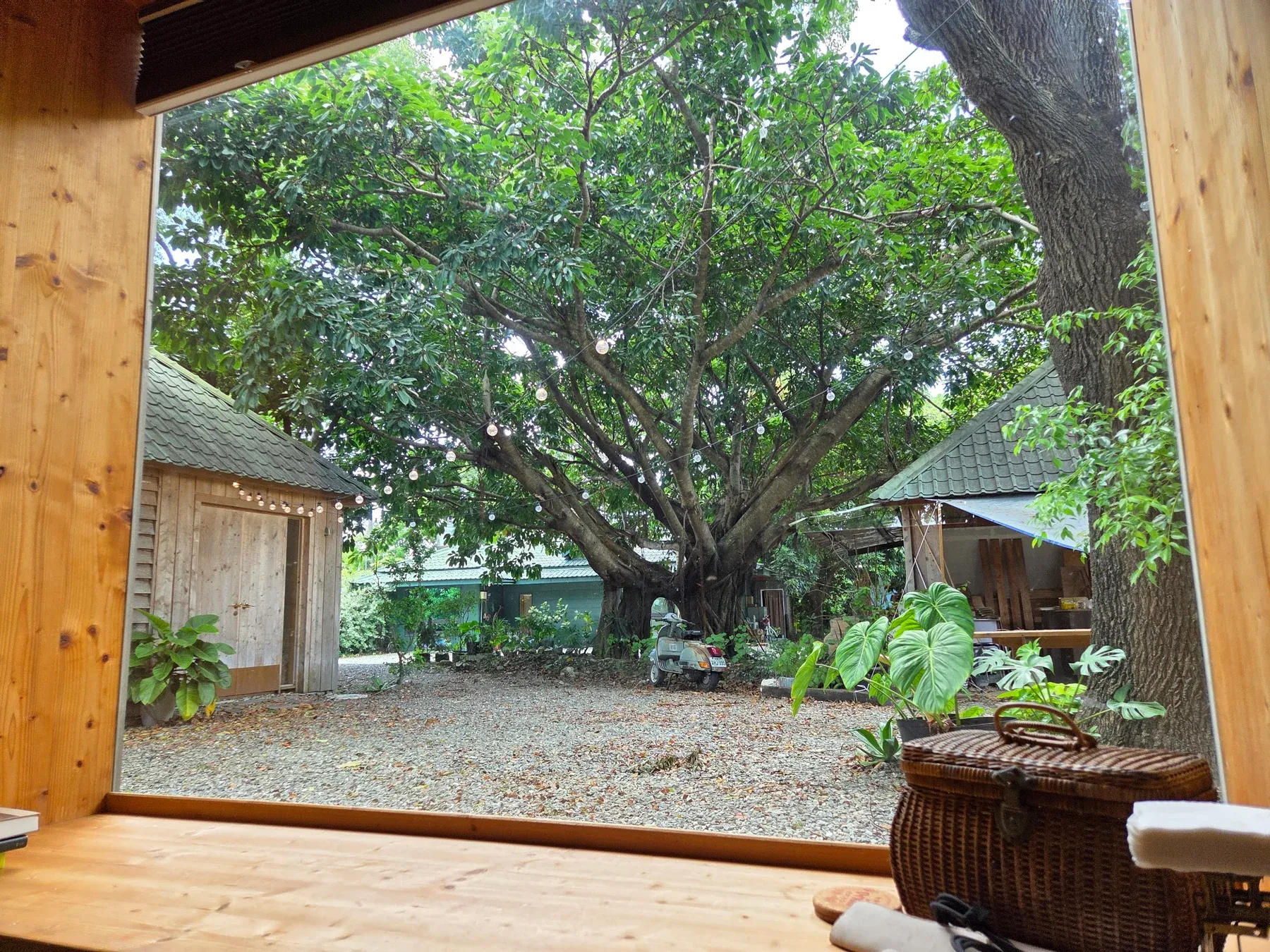 An old tree and wooden cabins seen through the wide window of our cabin in Taiwan.