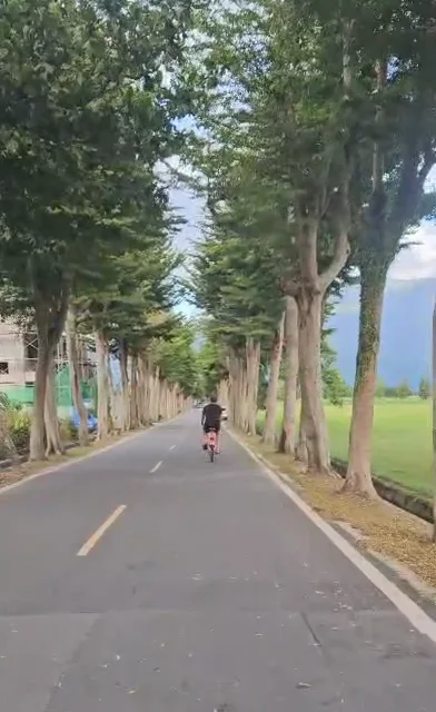 Cycling along a tree-lined road in Taiwan, a still from our ride